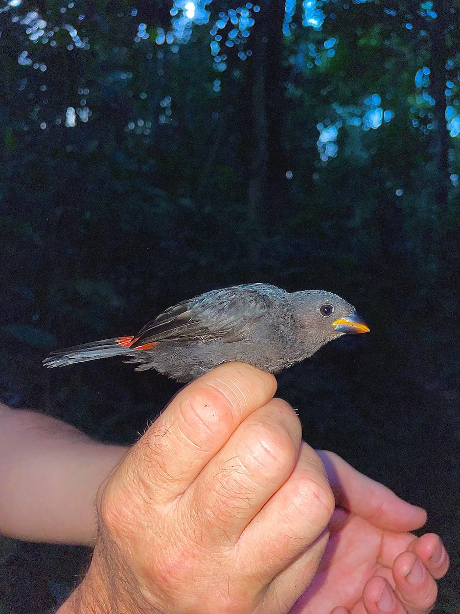 Grant's Bluebill - ML633122110