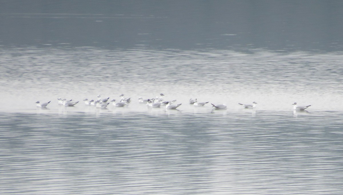 Bonaparte's Gull - ML633122119