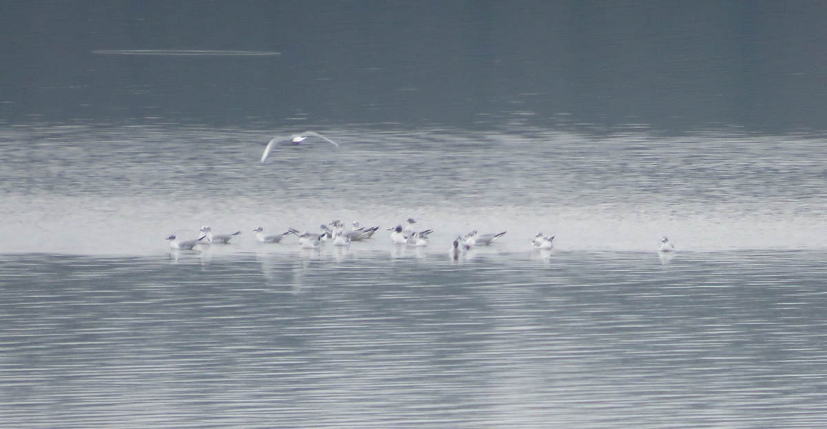 Bonaparte's Gull - ML633122120
