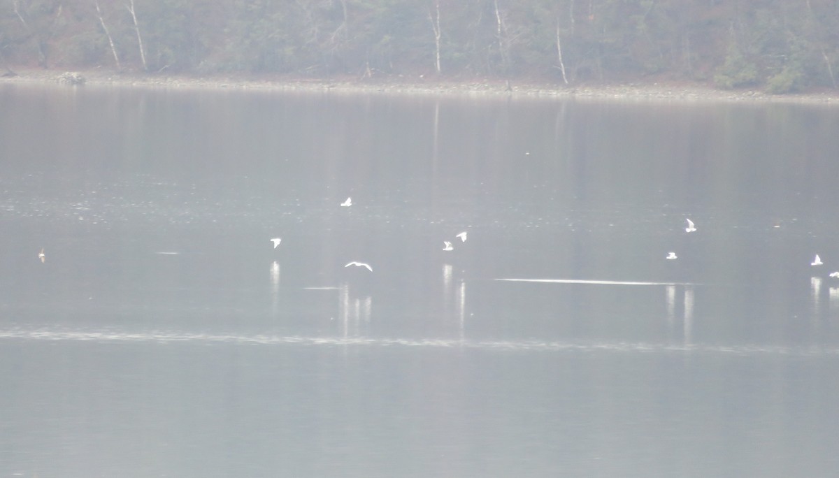 Bonaparte's Gull - ML633122121