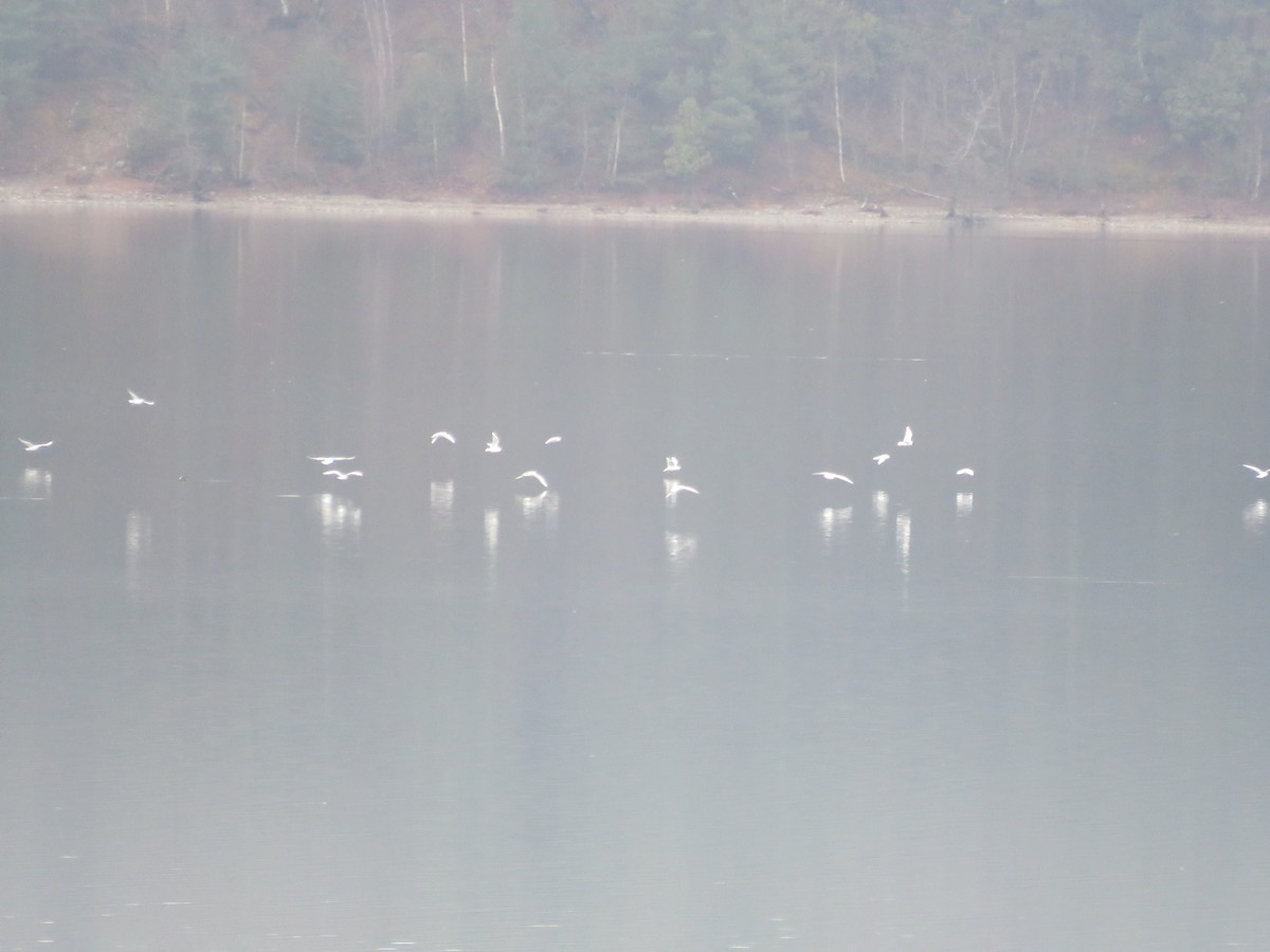 Bonaparte's Gull - ML633122122