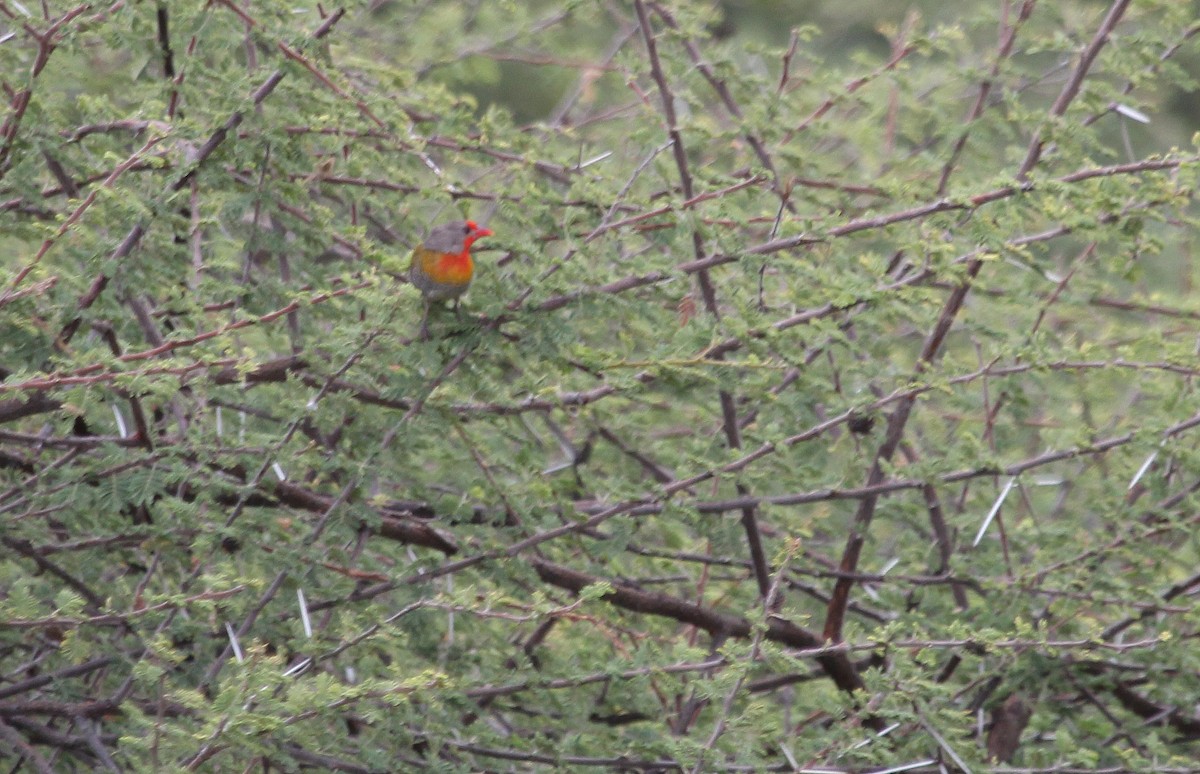 Green-winged Pytilia - ML63312221