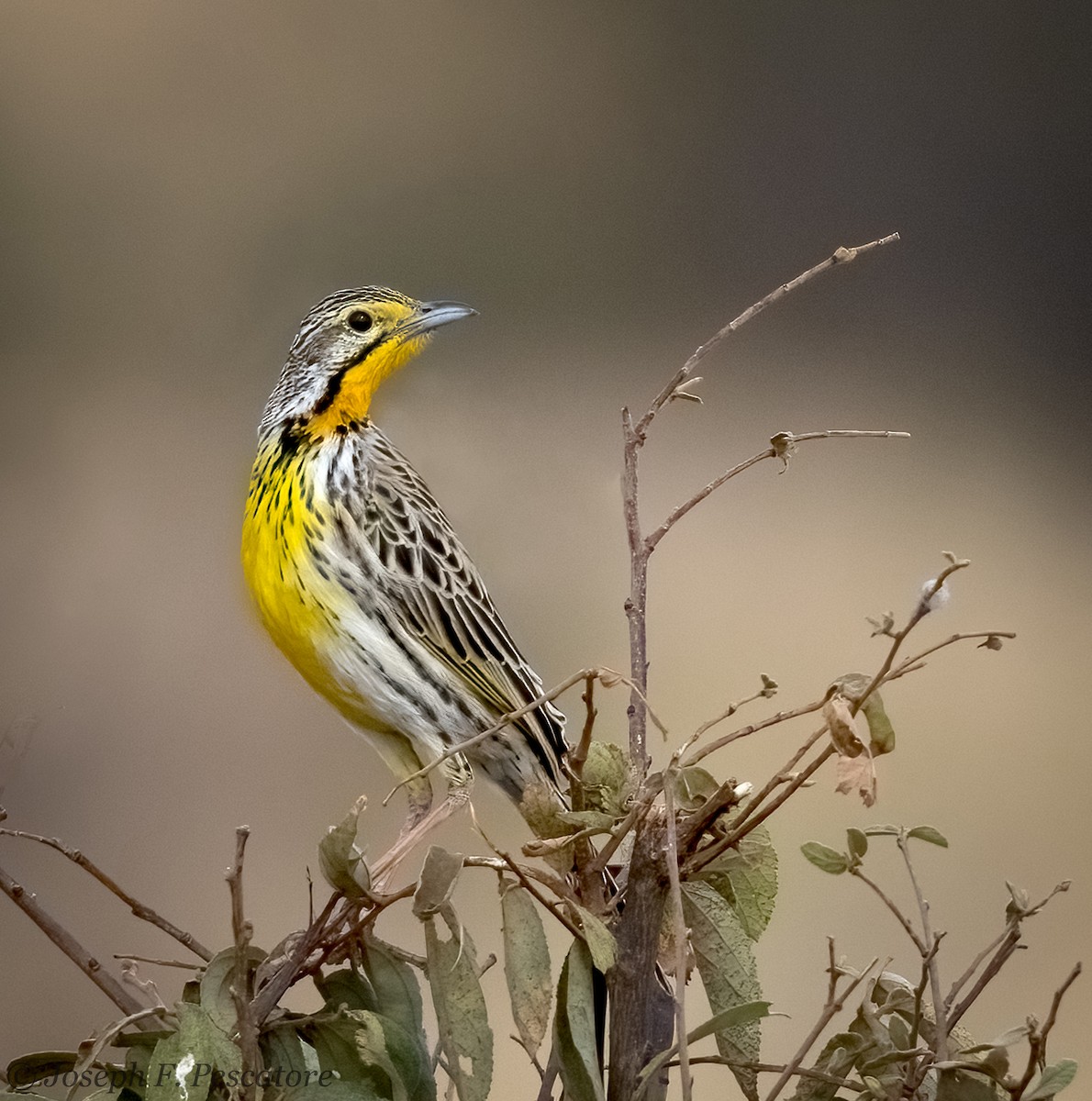 Pangani Longclaw - ML633122230