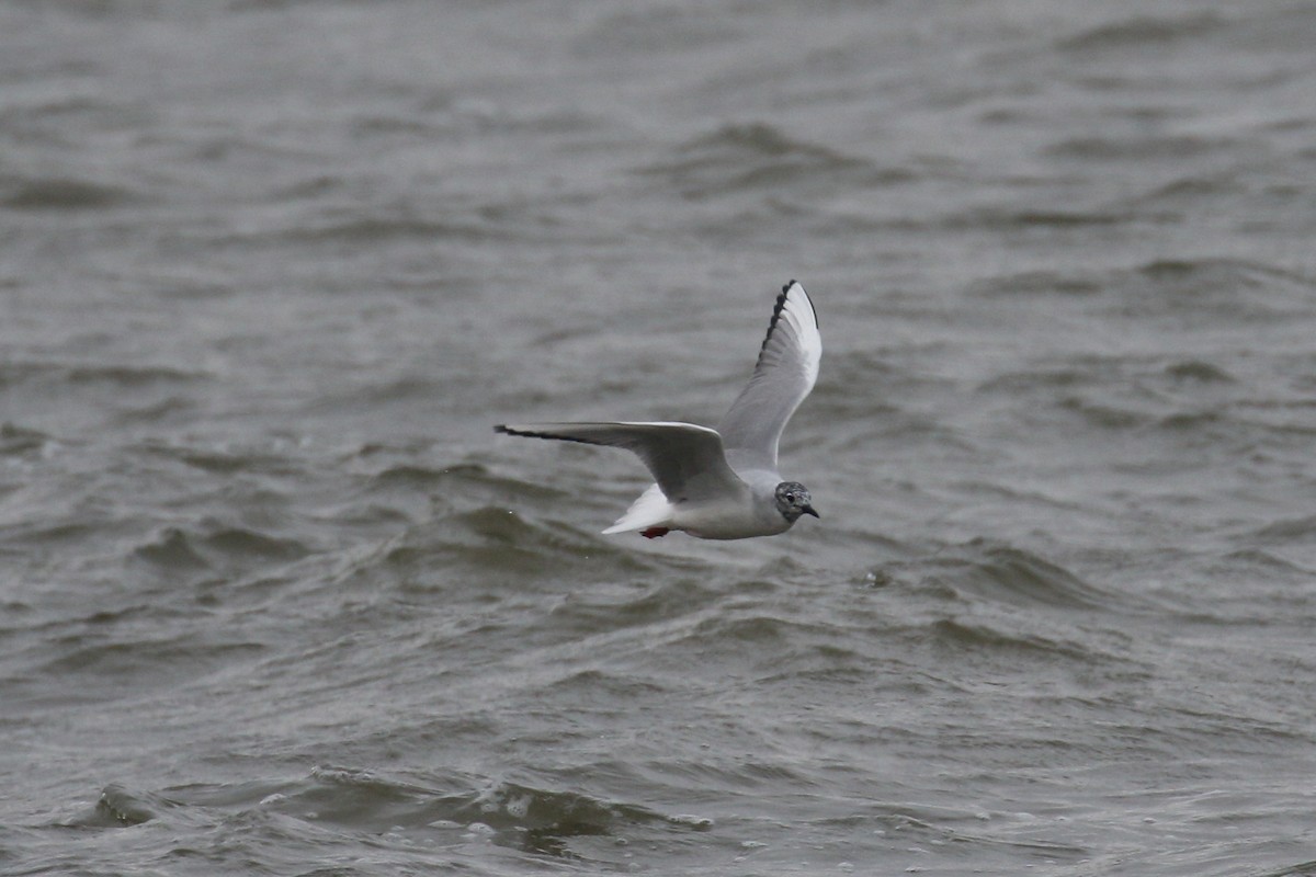 Bonaparte's Gull - ML633122476