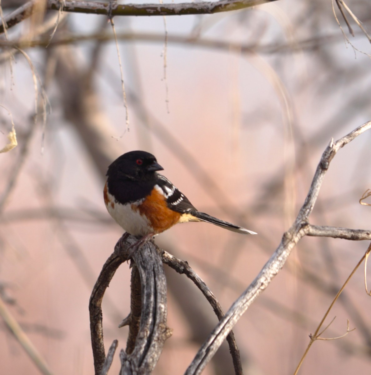 Spotted Towhee - ML633122669