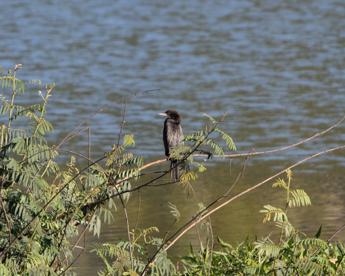 Little Cormorant - ML633122782