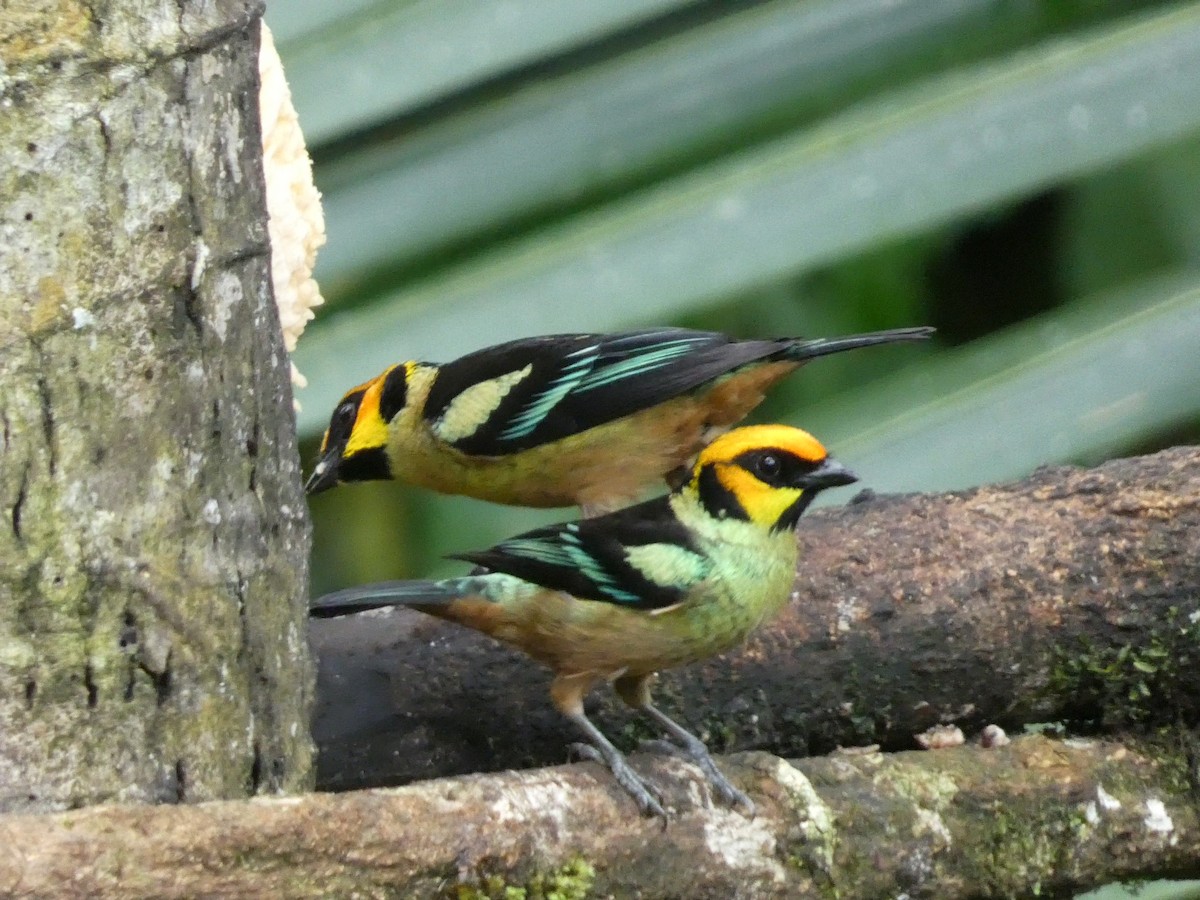 Flame-faced Tanager - Roberto Macay