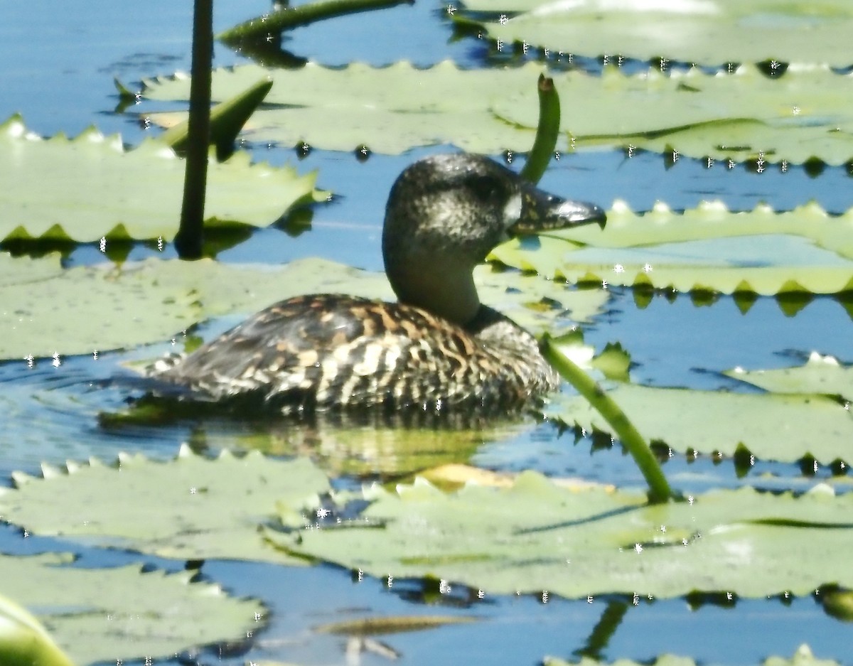 White-backed Duck - ML633122921
