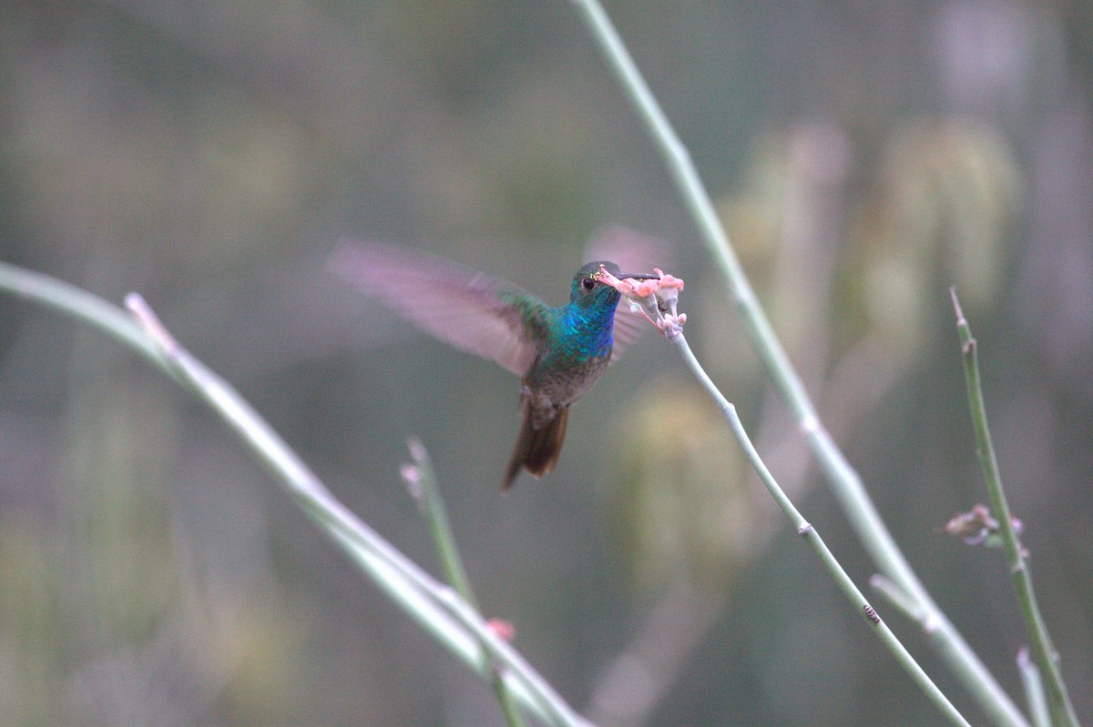 Honduran Emerald - ML633123056