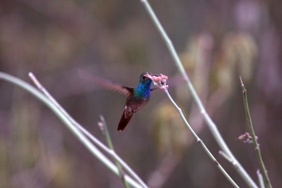 Honduran Emerald - ML633123083