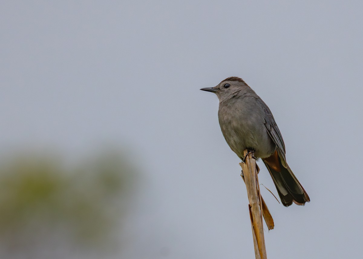 Gray Catbird - ML633123159