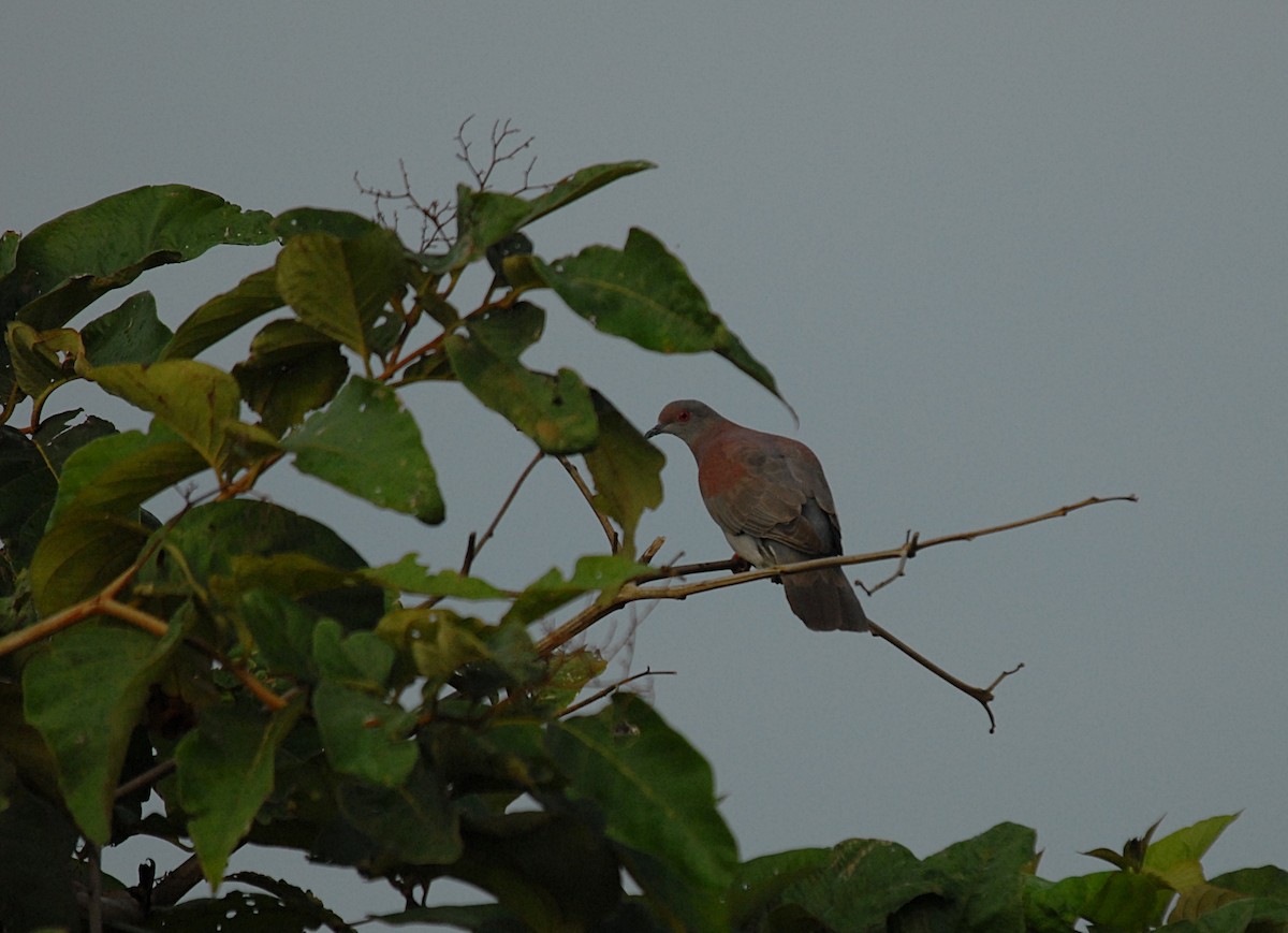 Dusky Pigeon - ML633123205