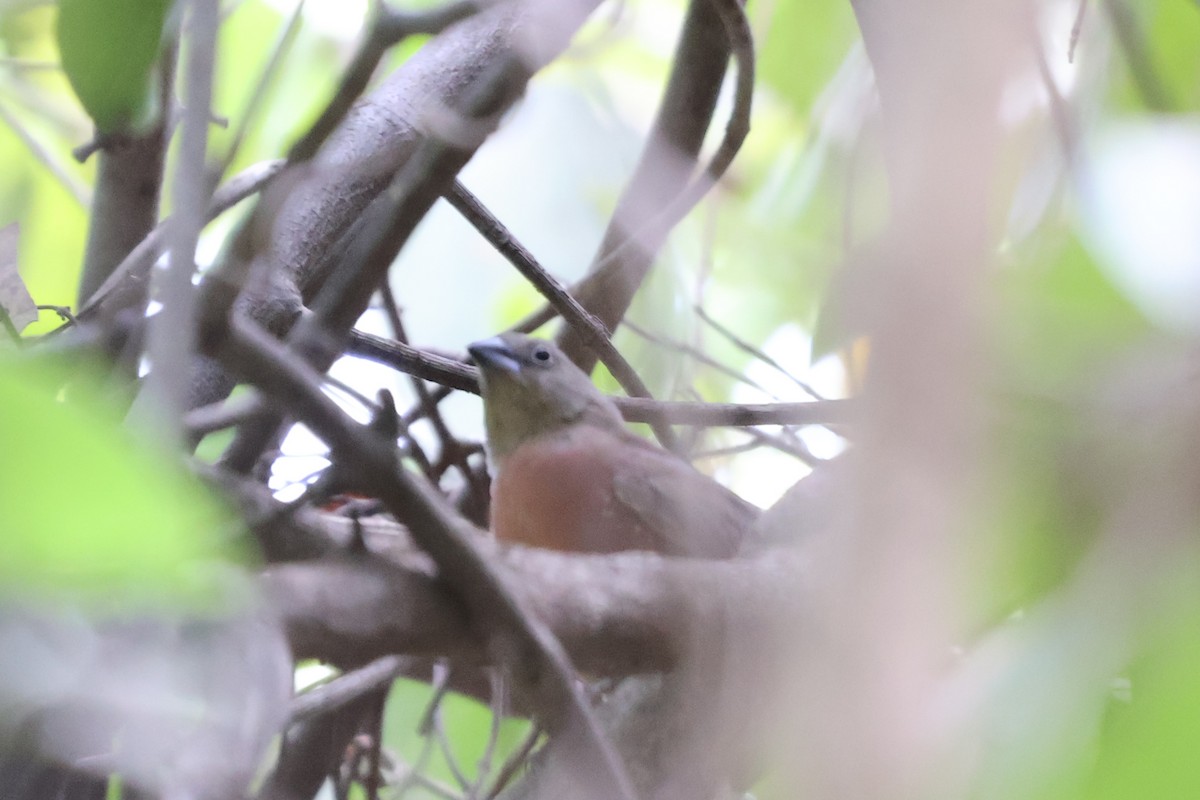 Black-faced Firefinch - ML633123433