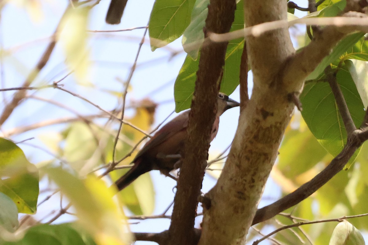 Black-faced Firefinch - ML633123434