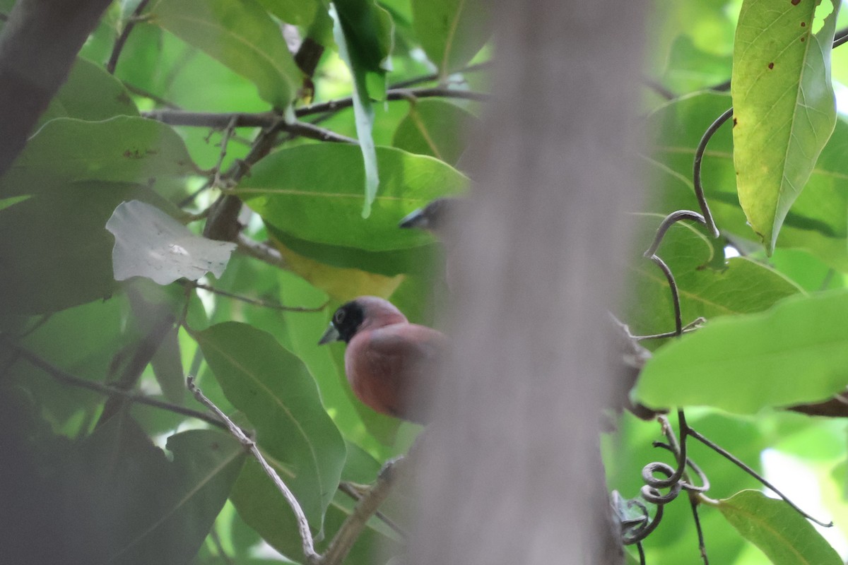 Black-faced Firefinch - ML633123436