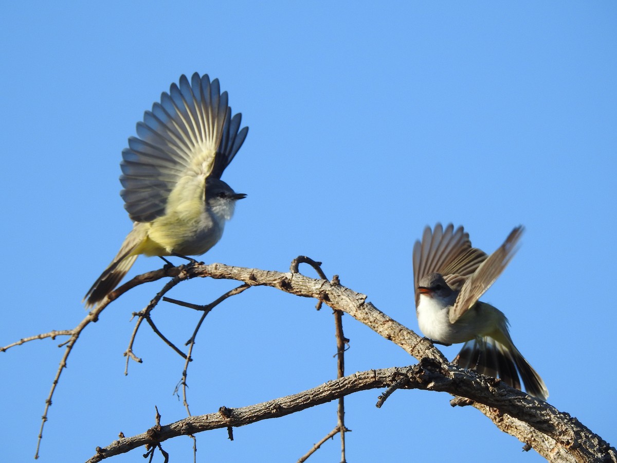 Chapada Flycatcher - ML633124274