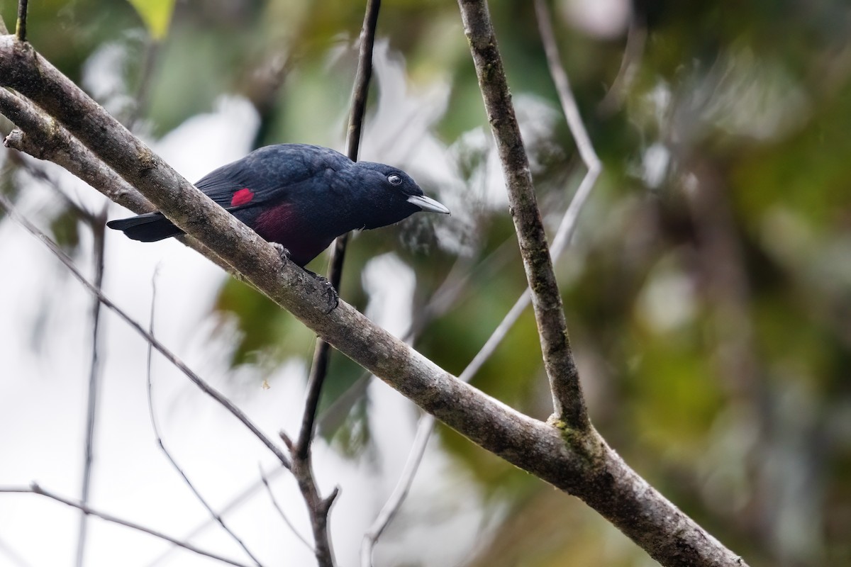 Black-and-crimson Oriole - ML633124302