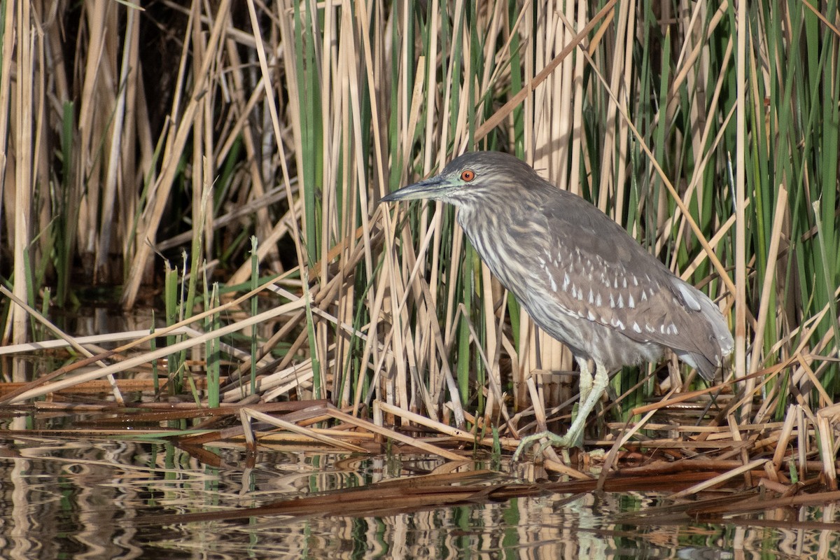 Black-crowned Night Heron - ML633124391
