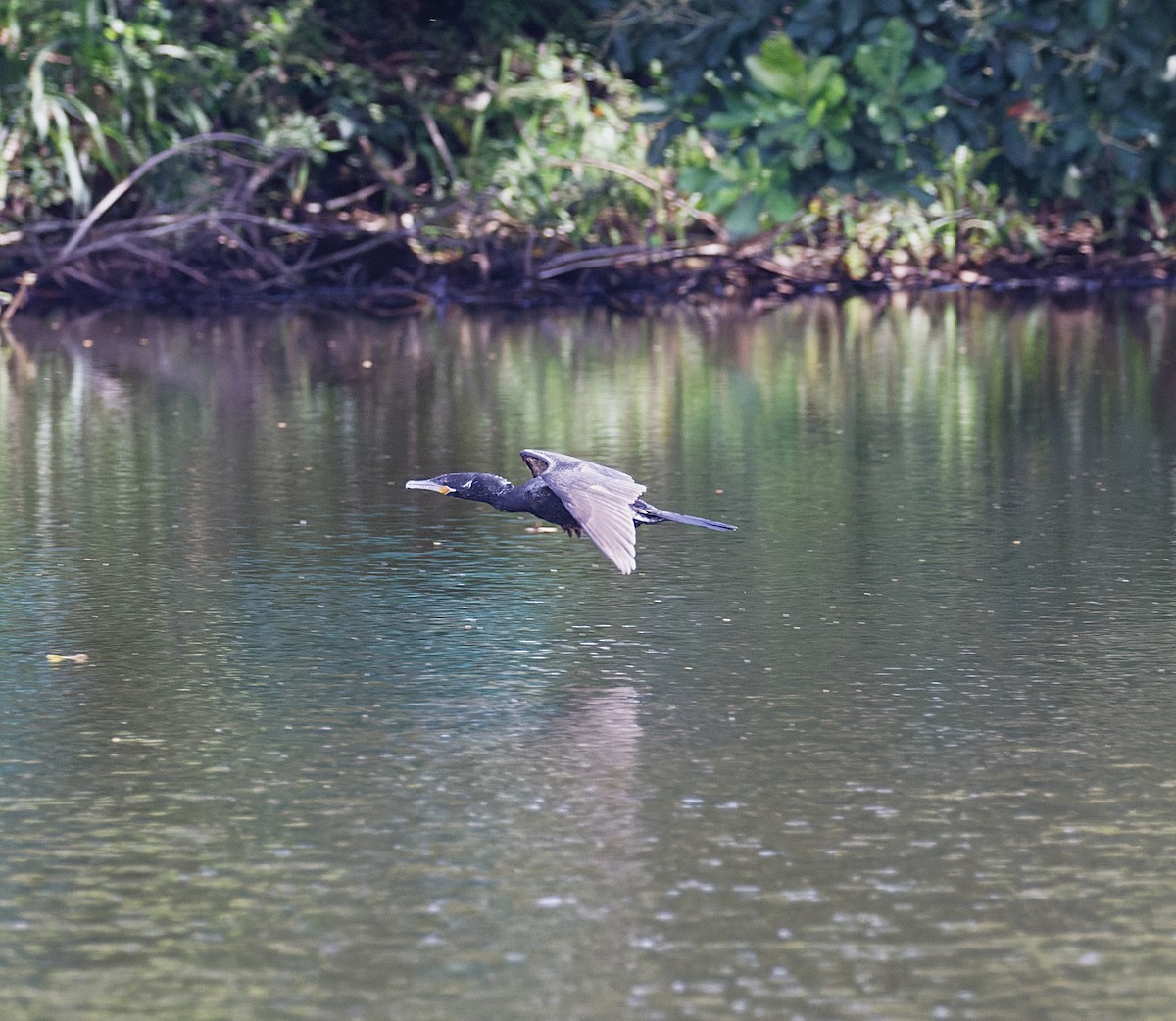 Neotropic Cormorant - ML633124566
