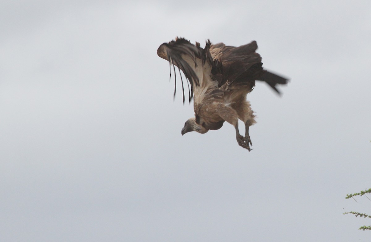 White-backed Vulture - ML63312461