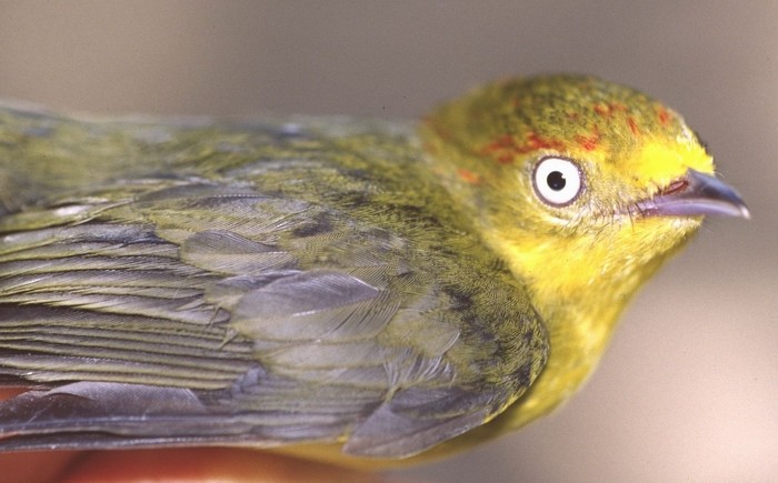 Wire-tailed Manakin - Giovanni Boano