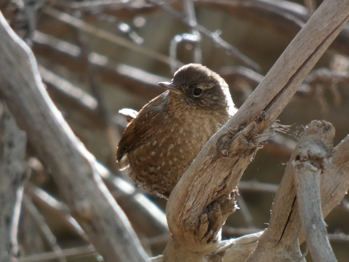 フユミソサザイ - ML633124918