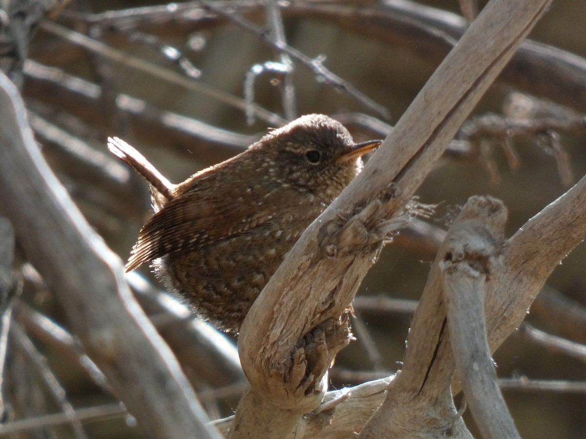 フユミソサザイ - ML633124919