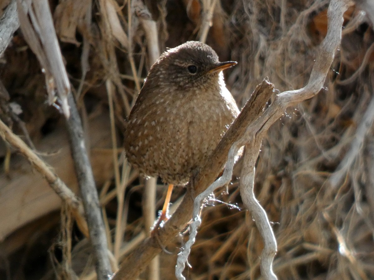 フユミソサザイ - ML633124920