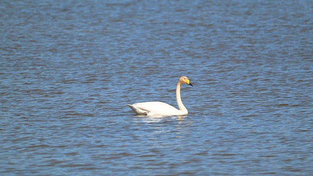 Whooper Swan - ML633124959