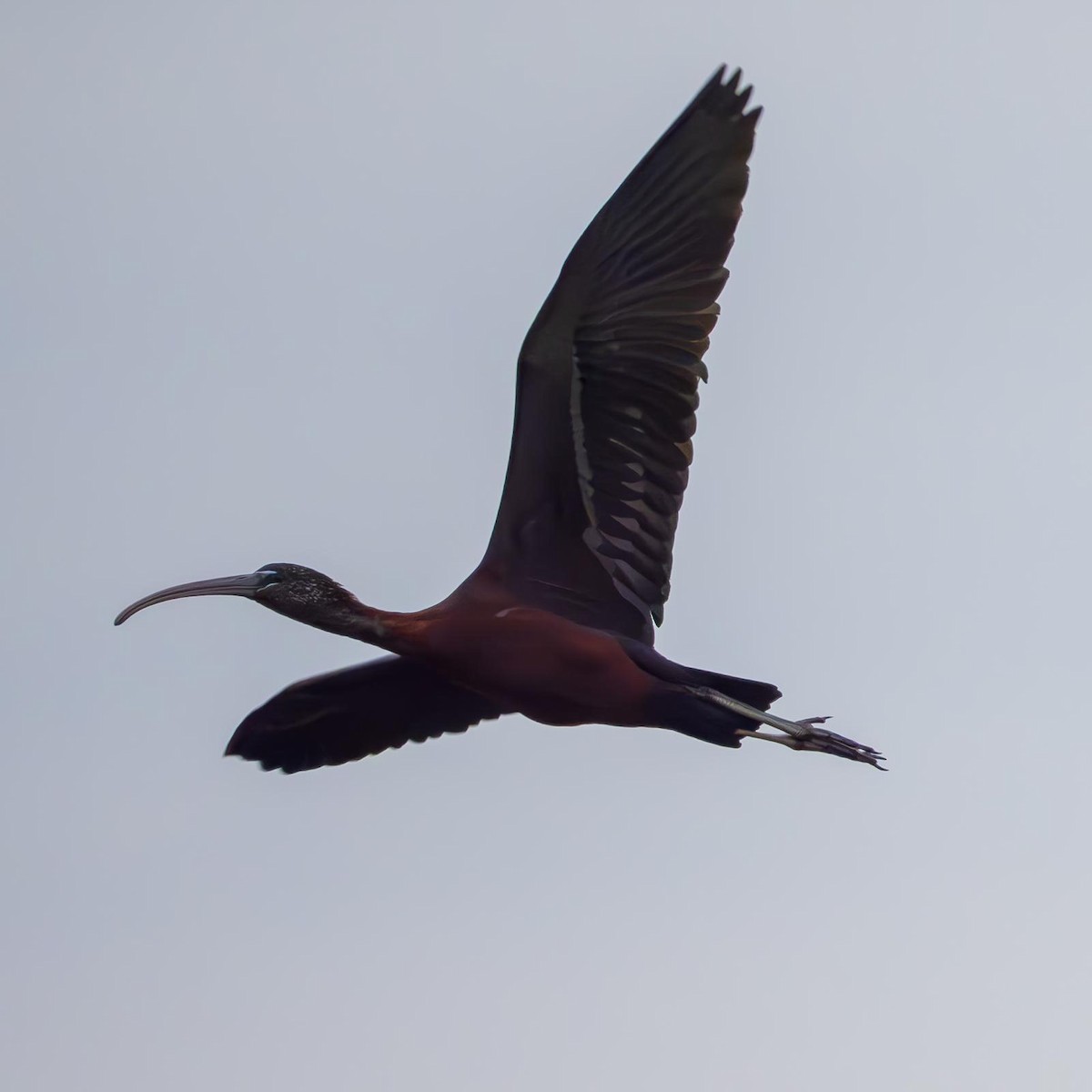 Glossy Ibis - ML633125207