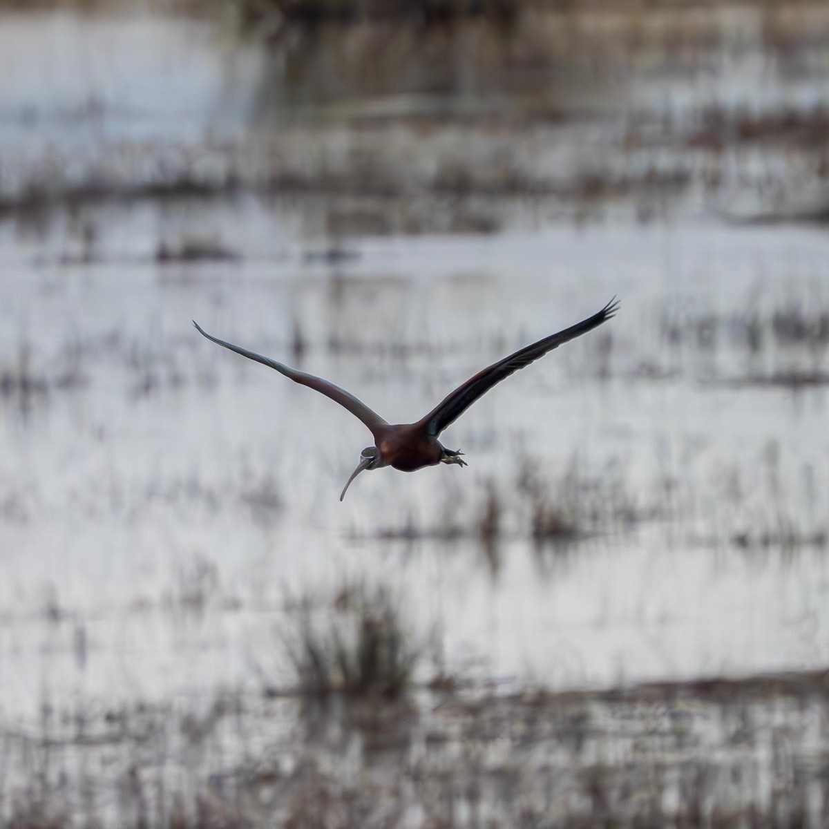 Glossy Ibis - ML633125209
