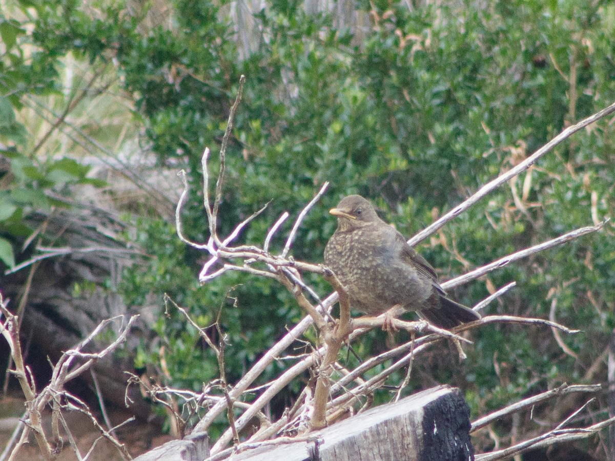 Great Thrush - Lucas Quivira Flores