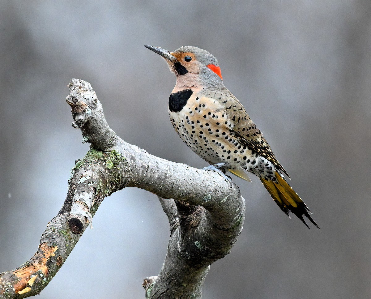 Northern Flicker - ML633125371