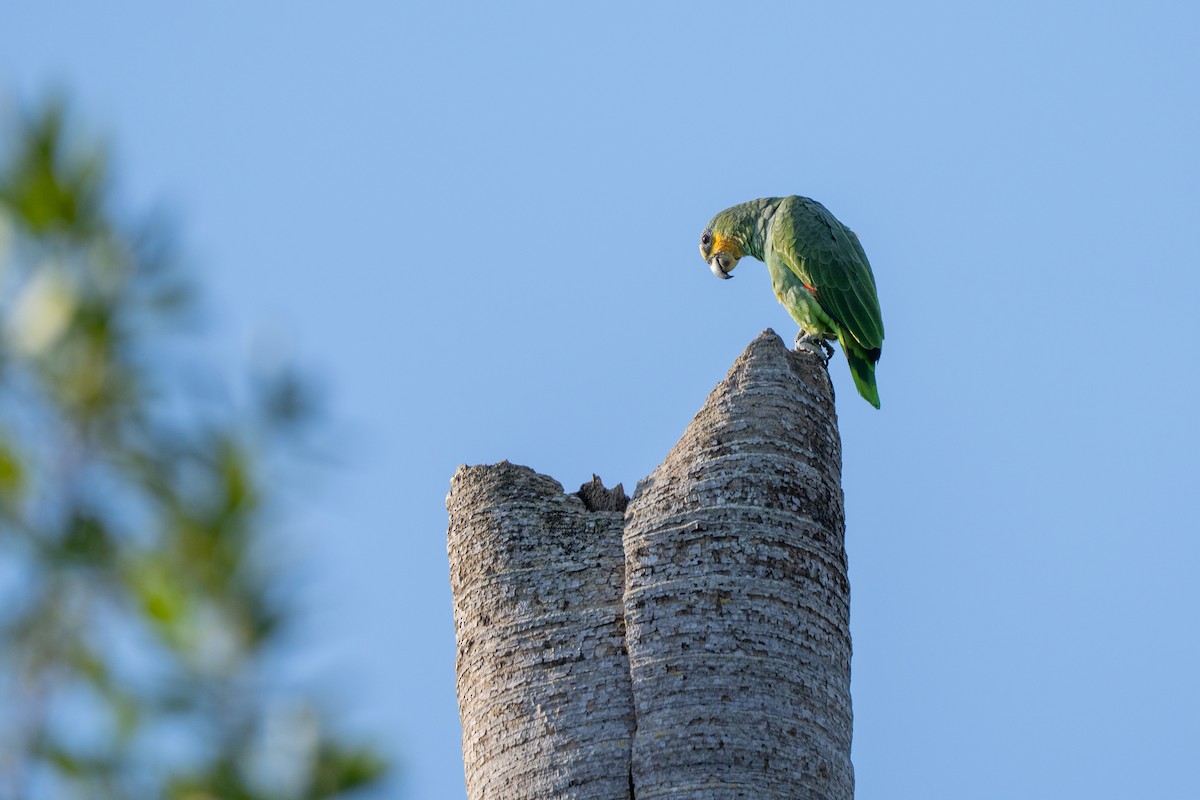 Orange-winged Amazon - ML633125444