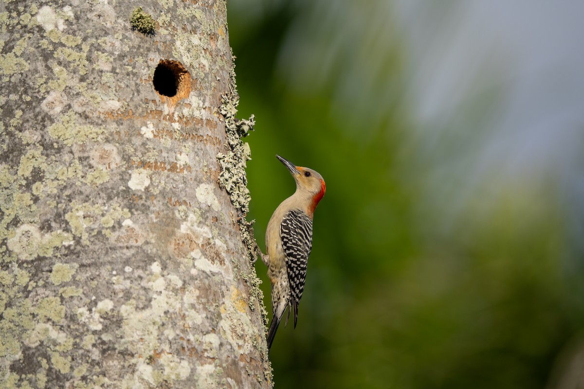 Red-bellied Woodpecker - ML633125463
