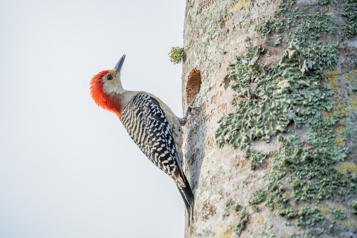 Red-bellied Woodpecker - ML633125464