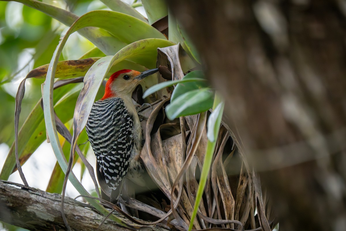 Red-bellied Woodpecker - ML633125465