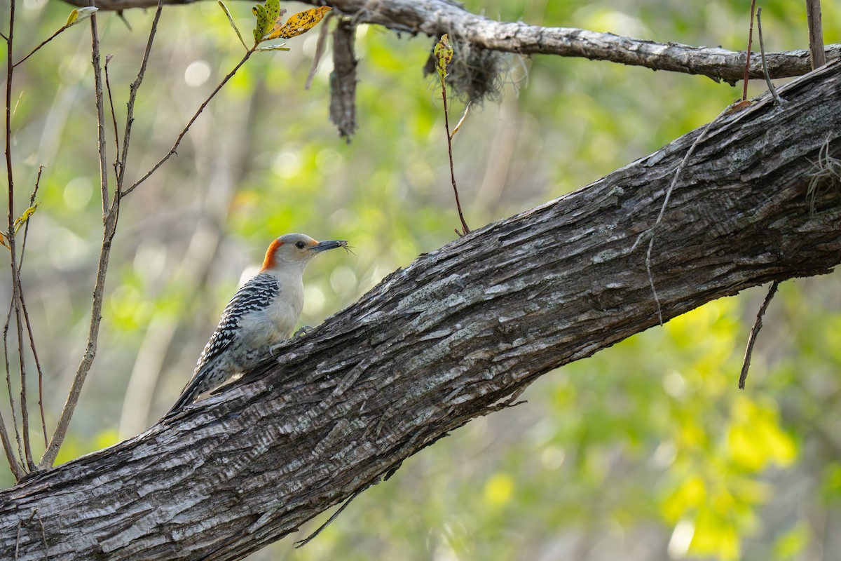 Red-bellied Woodpecker - ML633125466