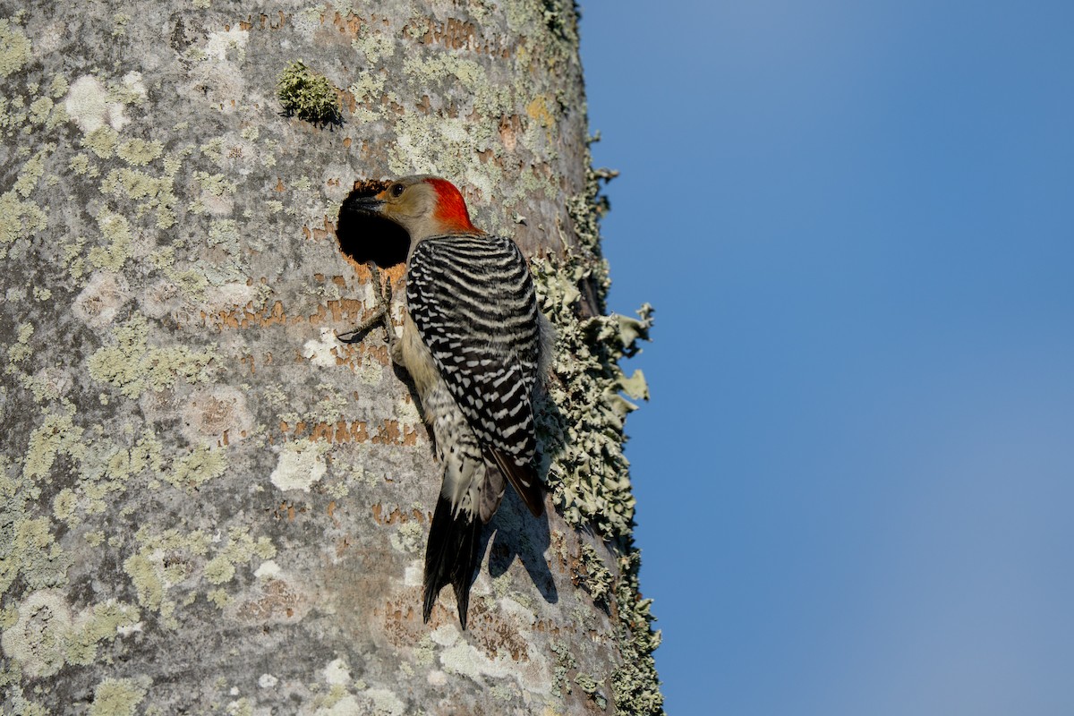 Red-bellied Woodpecker - ML633125467