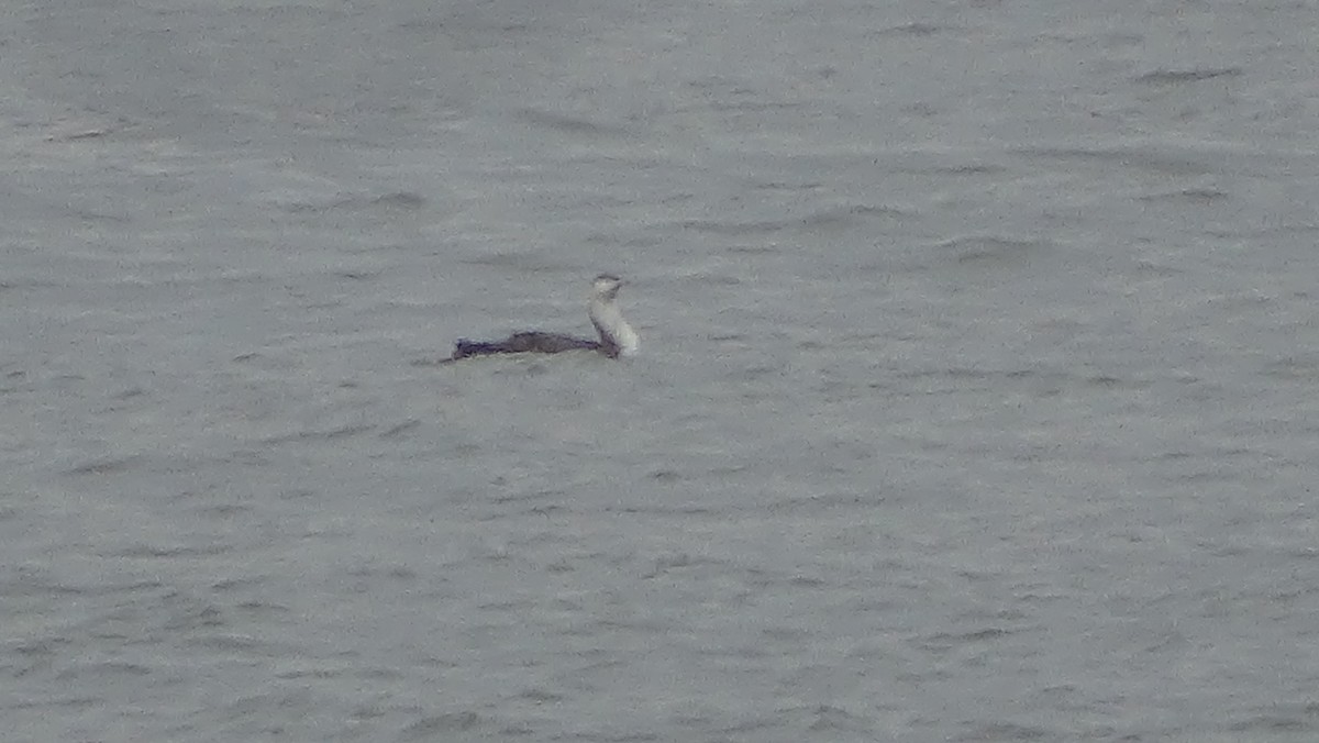 Red-throated Loon - ML633125506