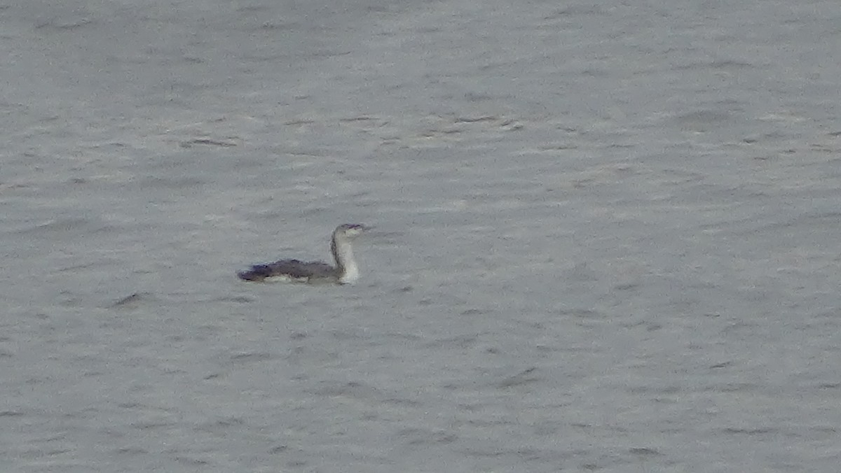 Red-throated Loon - ML633125507