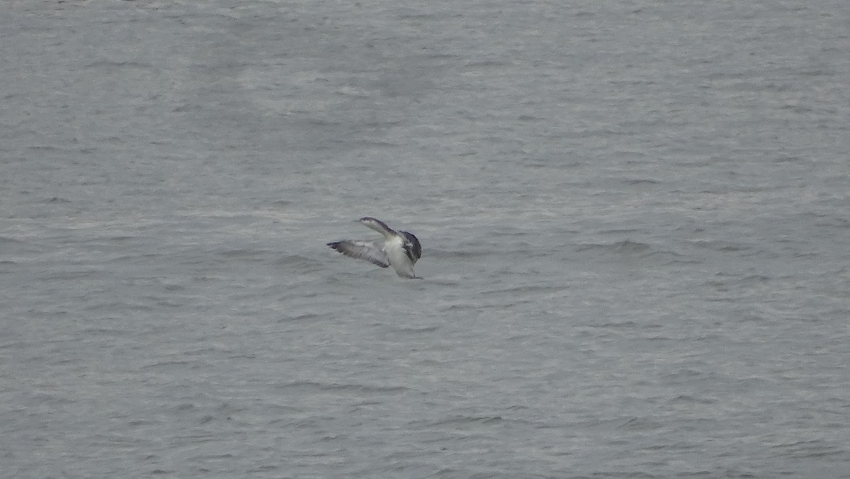 Red-throated Loon - ML633125508