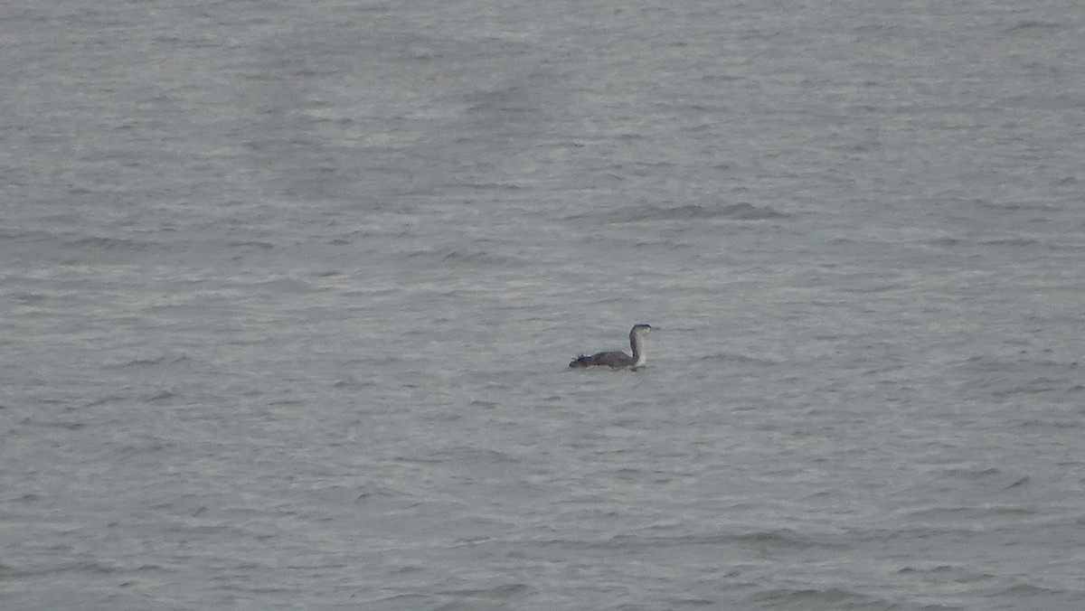 Red-throated Loon - ML633125509