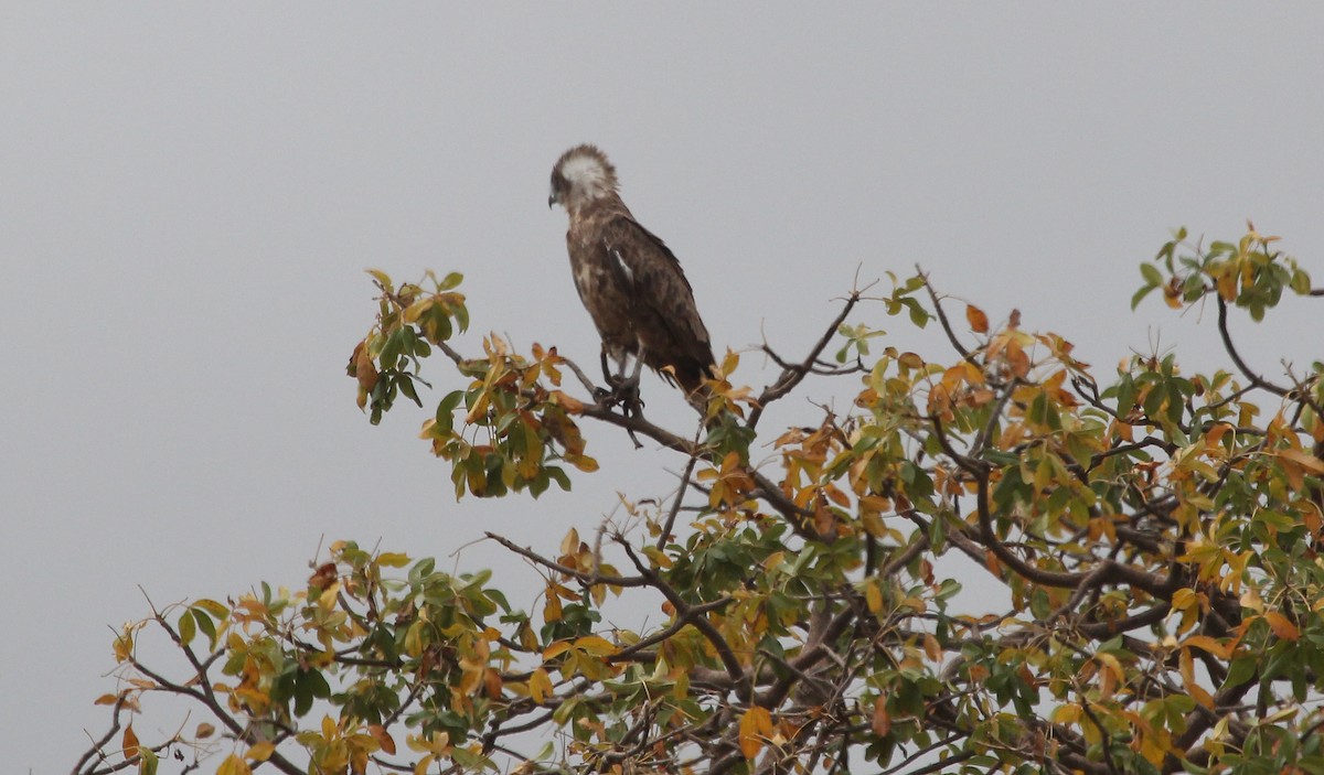 Brown Snake-Eagle - Alexander Lees