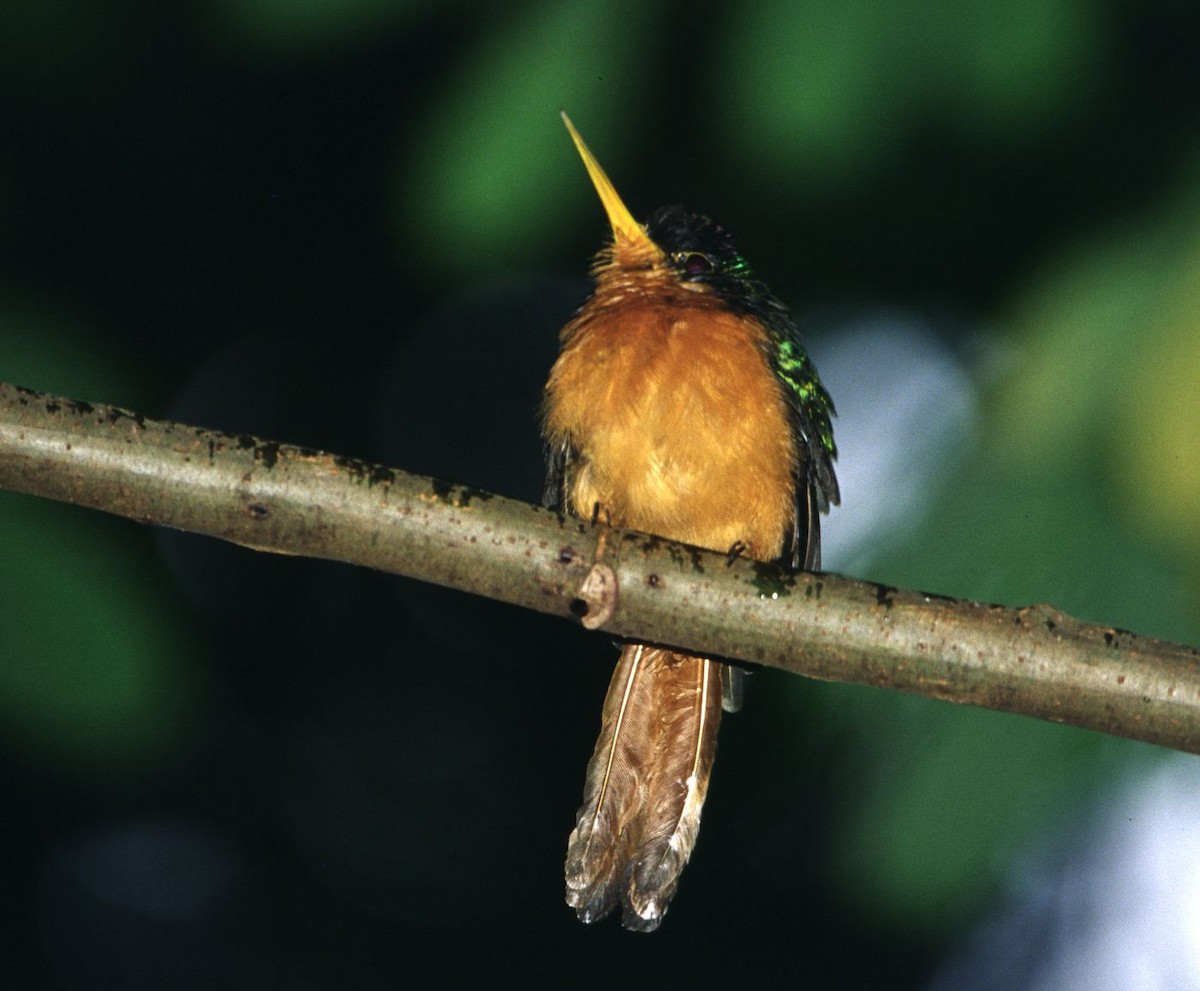 Blue-cheeked Jacamar - ML633125515