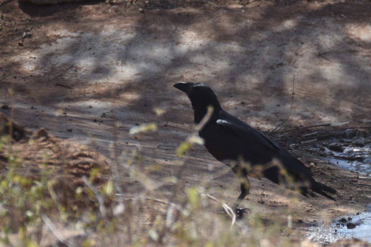 Fan-tailed Raven - ML633125517