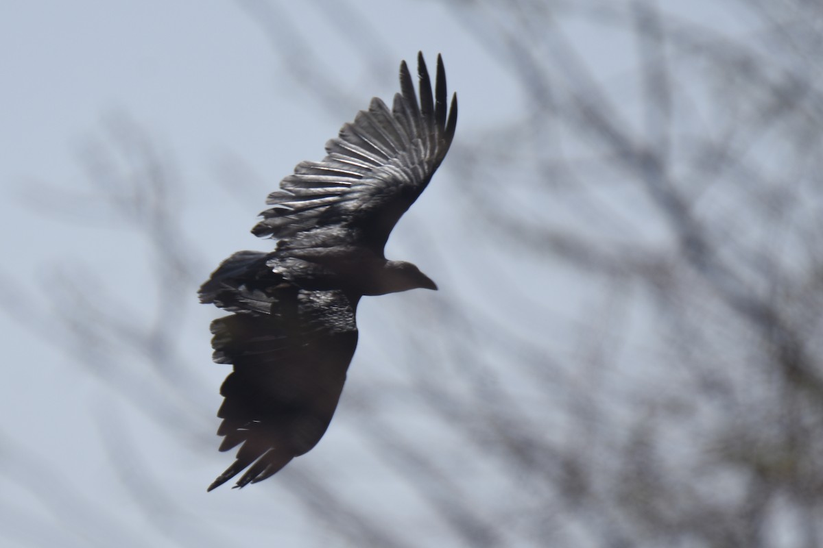 Fan-tailed Raven - ML633125518