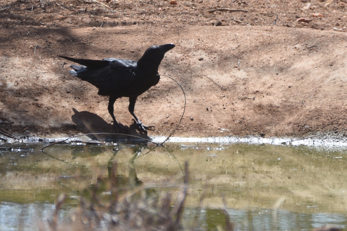 Fan-tailed Raven - ML633125519