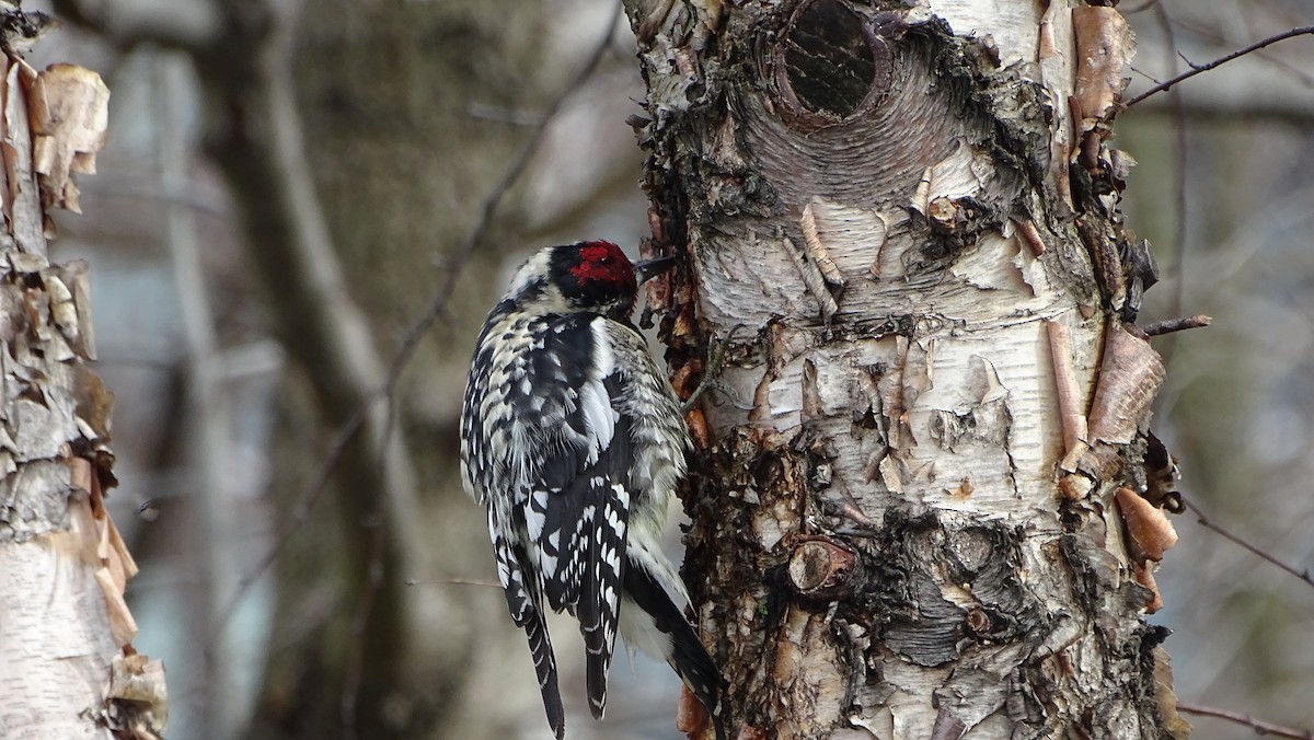 Yellow-bellied Sapsucker - ML633125534
