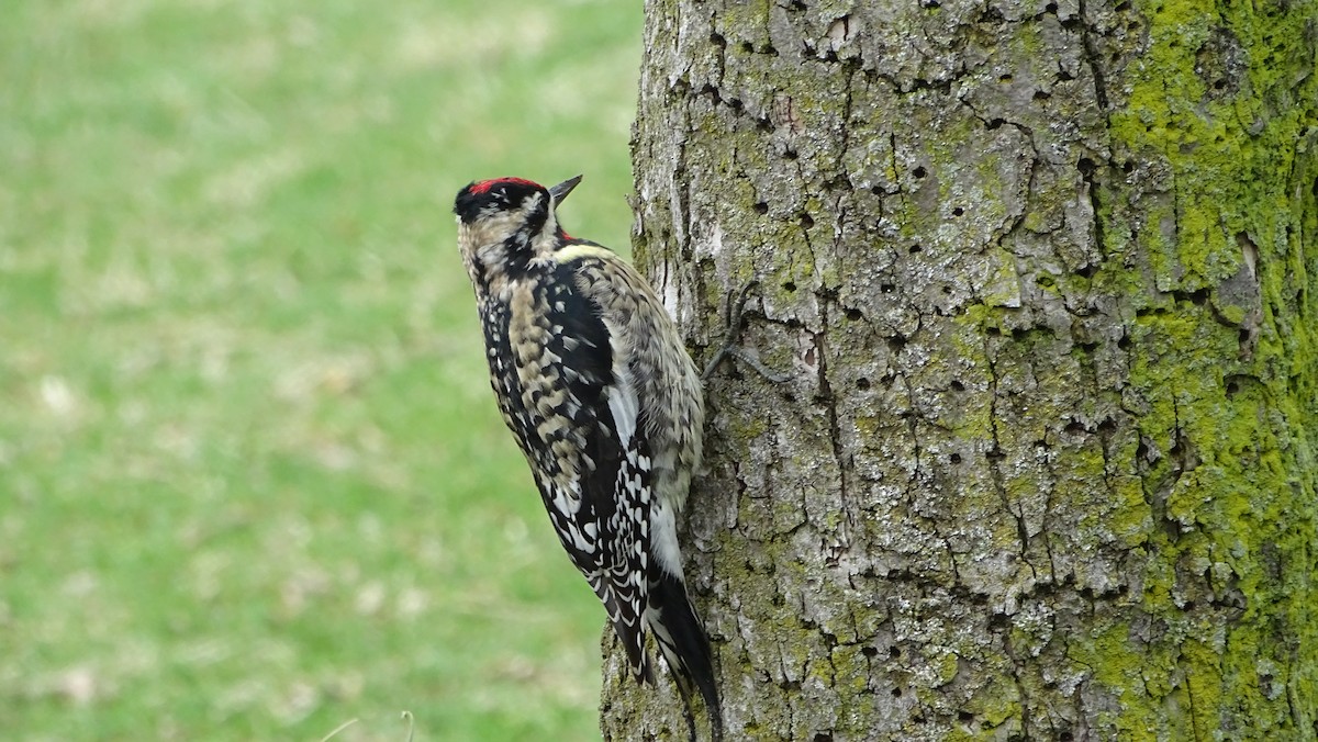 Yellow-bellied Sapsucker - ML633125535